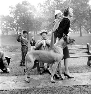 Either these ladies are the two best dressed dog walkers in town or they are in need of a good dog walking service.  Maybe they've found it's a good way to meet gentlemen.  Catch the guy on the bench.  Definitely a traffic-stopping scene.  The photo appeared in the Oct 15, 1958 Star Weekly in Toronto, Canada.  